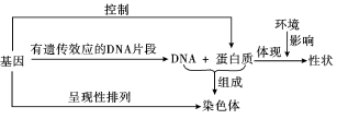 基因在染色体上和伴性遗传—重点突破