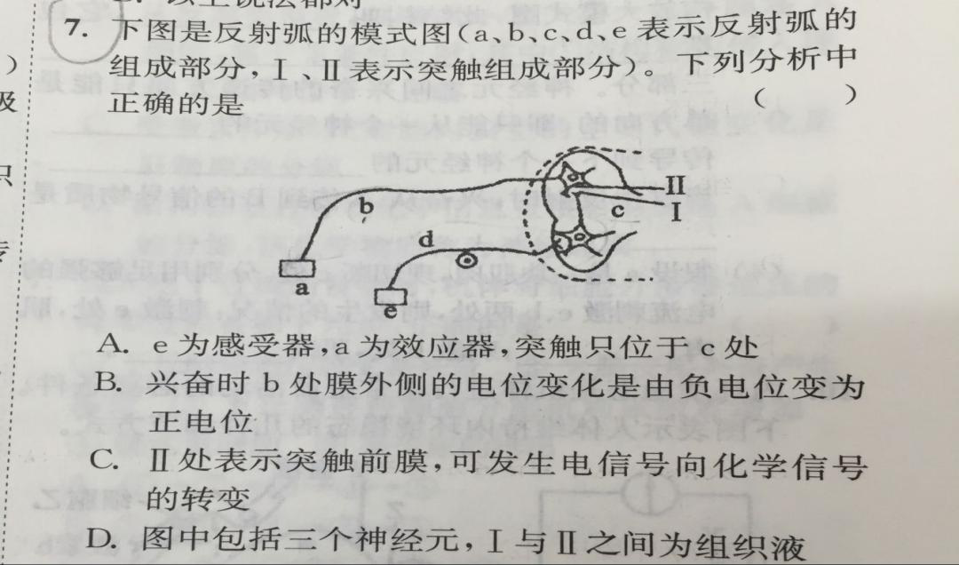 8.15-生物-神经元