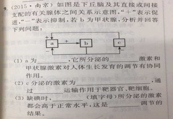 11.23-生物-甲状腺激素